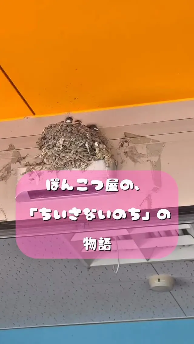 小さな癒やしを