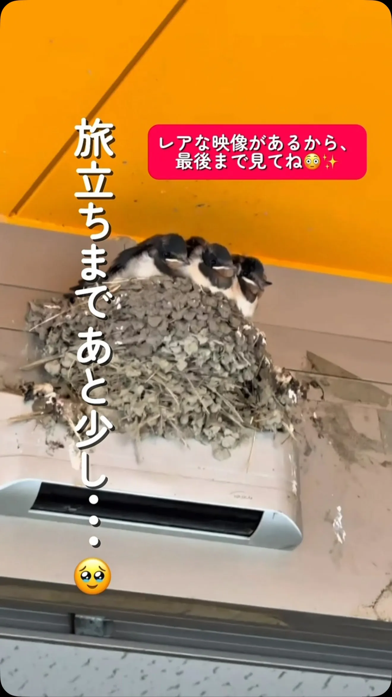 旅立ちまであと少し…🥺✨